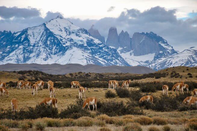 easyco - corporate tax id in chile
