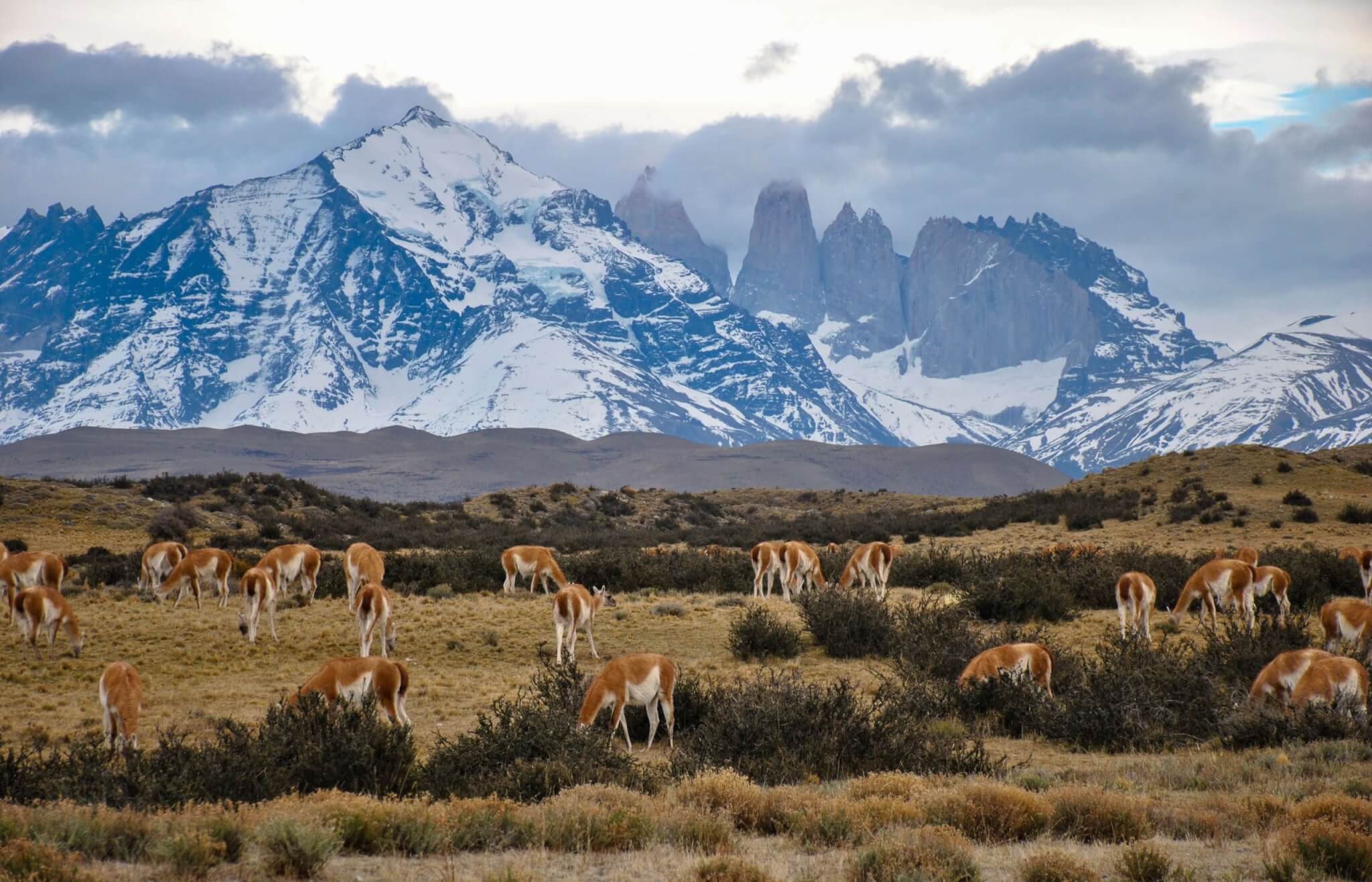 easyco - corporate tax id in chile