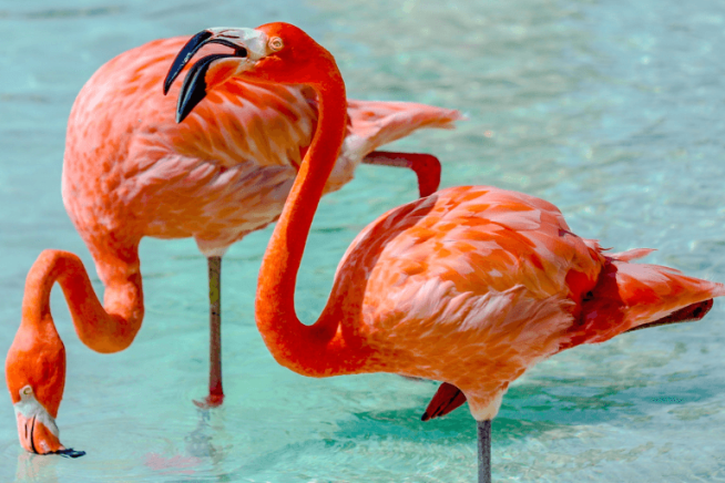 Easyco Company Registration Aruba