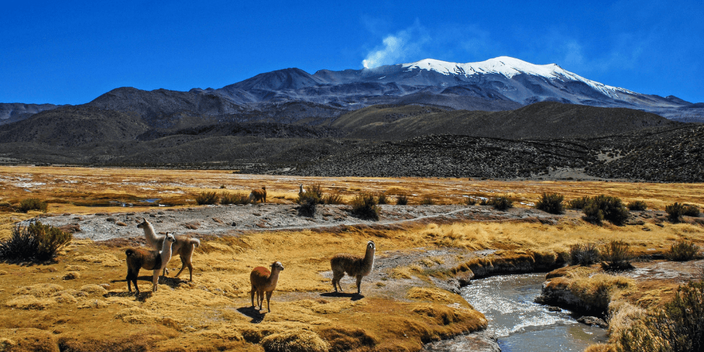 easyco corporate bank account in bolivia
