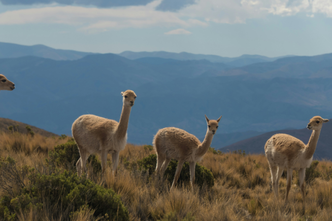 easyco - Navigating Argentina’s Labor Laws and Employment Regulations for Companies