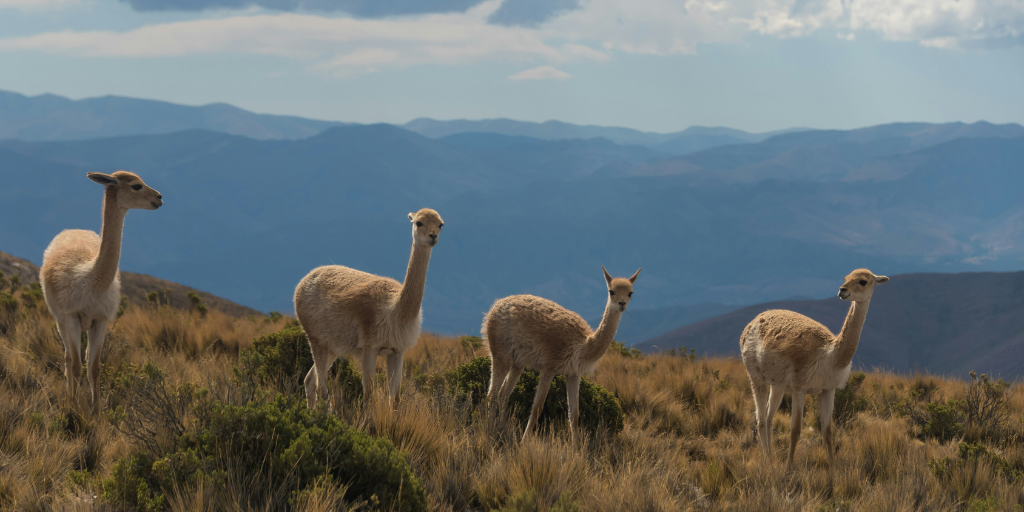 easyco - Navigating Argentina’s Labor Laws and Employment Regulations for Companies