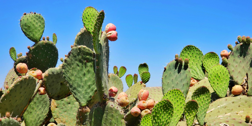easyco - Payroll Compliance and Local Tax Laws in Mexico